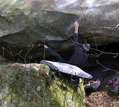 Gilles Cottray in Le Raz Joue (Rocher d'Avon Ouest)